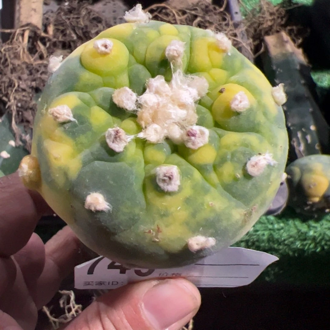 怀*苗接仙锦仙锦749