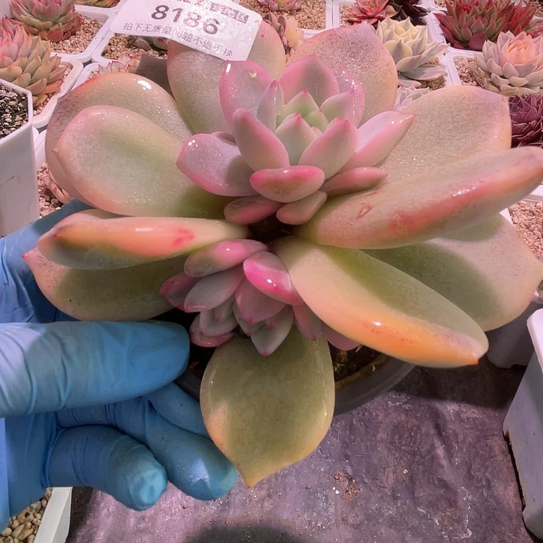 D***g尚品园艺福利锦8186