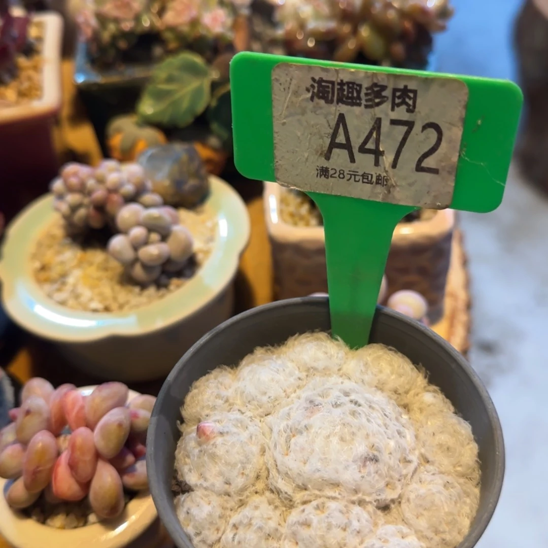 多肉植物白银球，穷生戴绷带