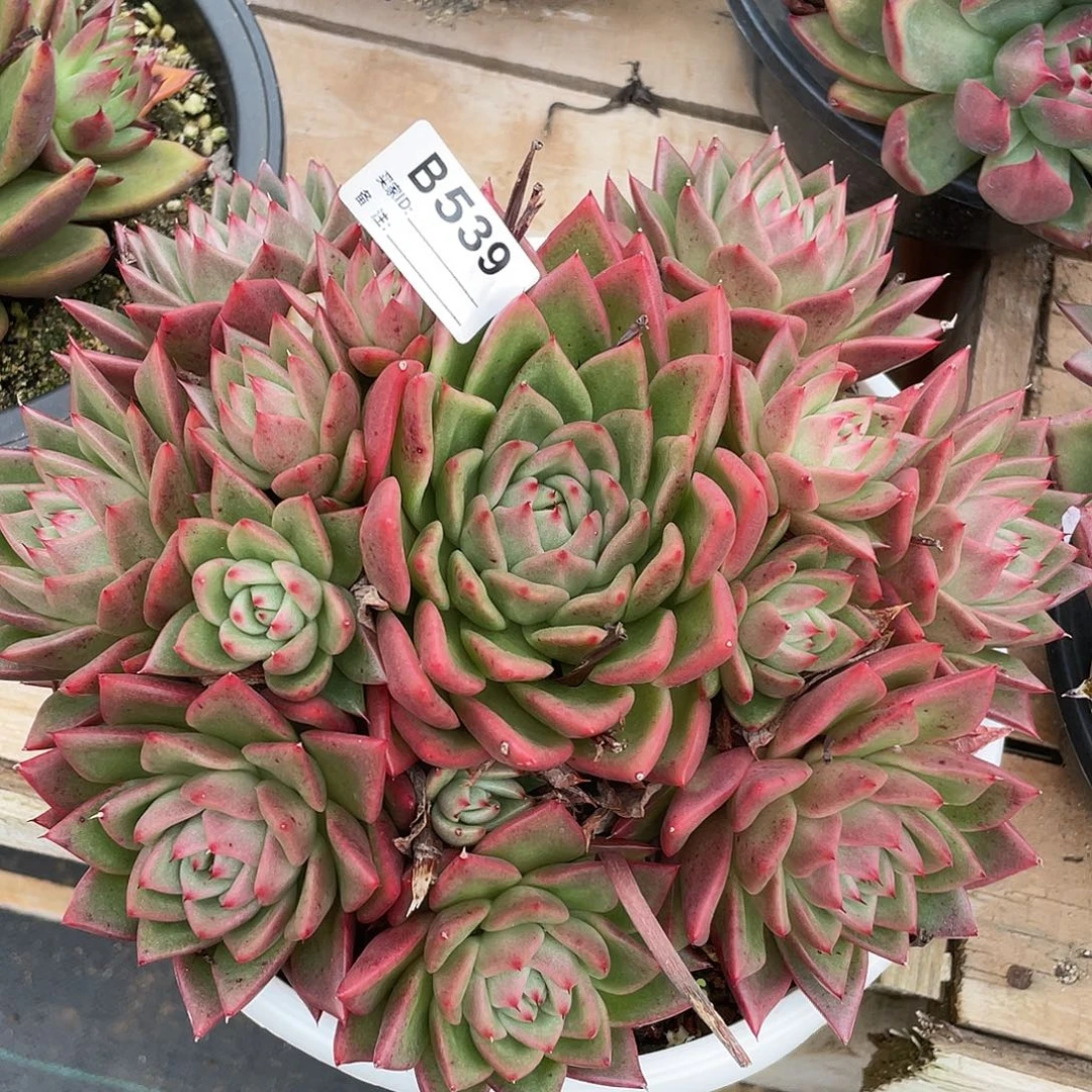 若如东云单拍B539