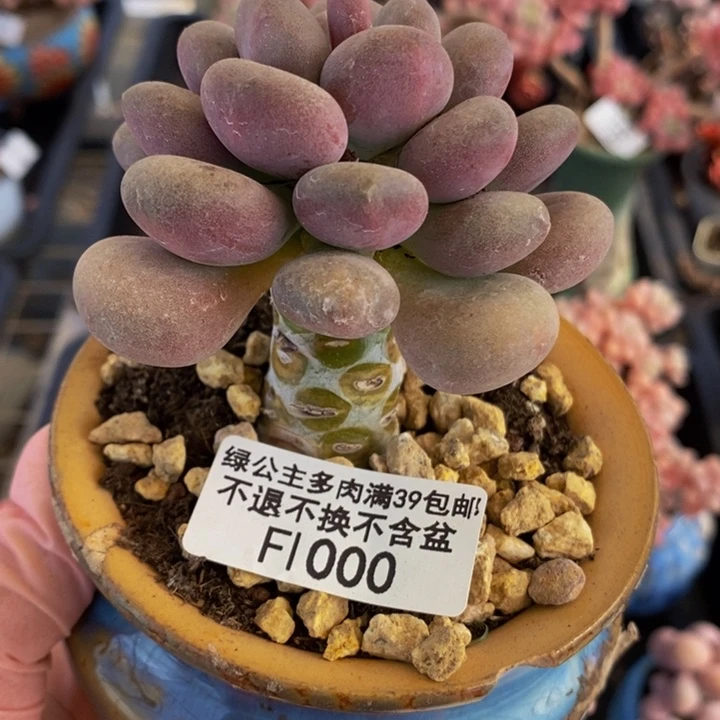 月美人单头1000多肉植物