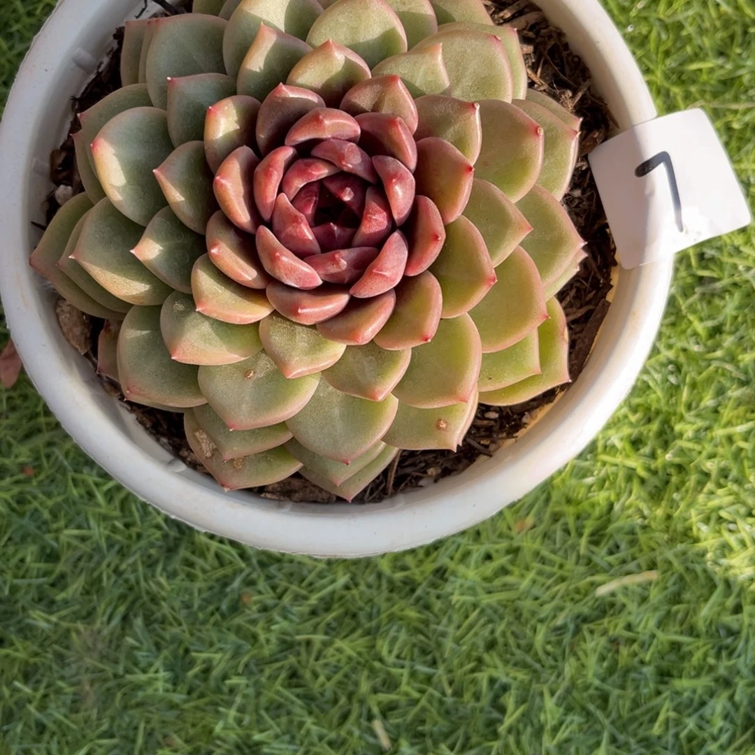 婷***宝12.20-7薰衣草1111111