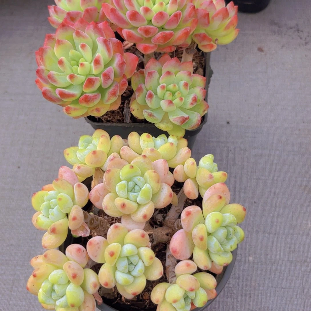 蓝苹果。 罗琦111111111111