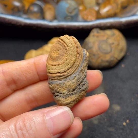 石材纯天然九眼页岩钱币石原石107