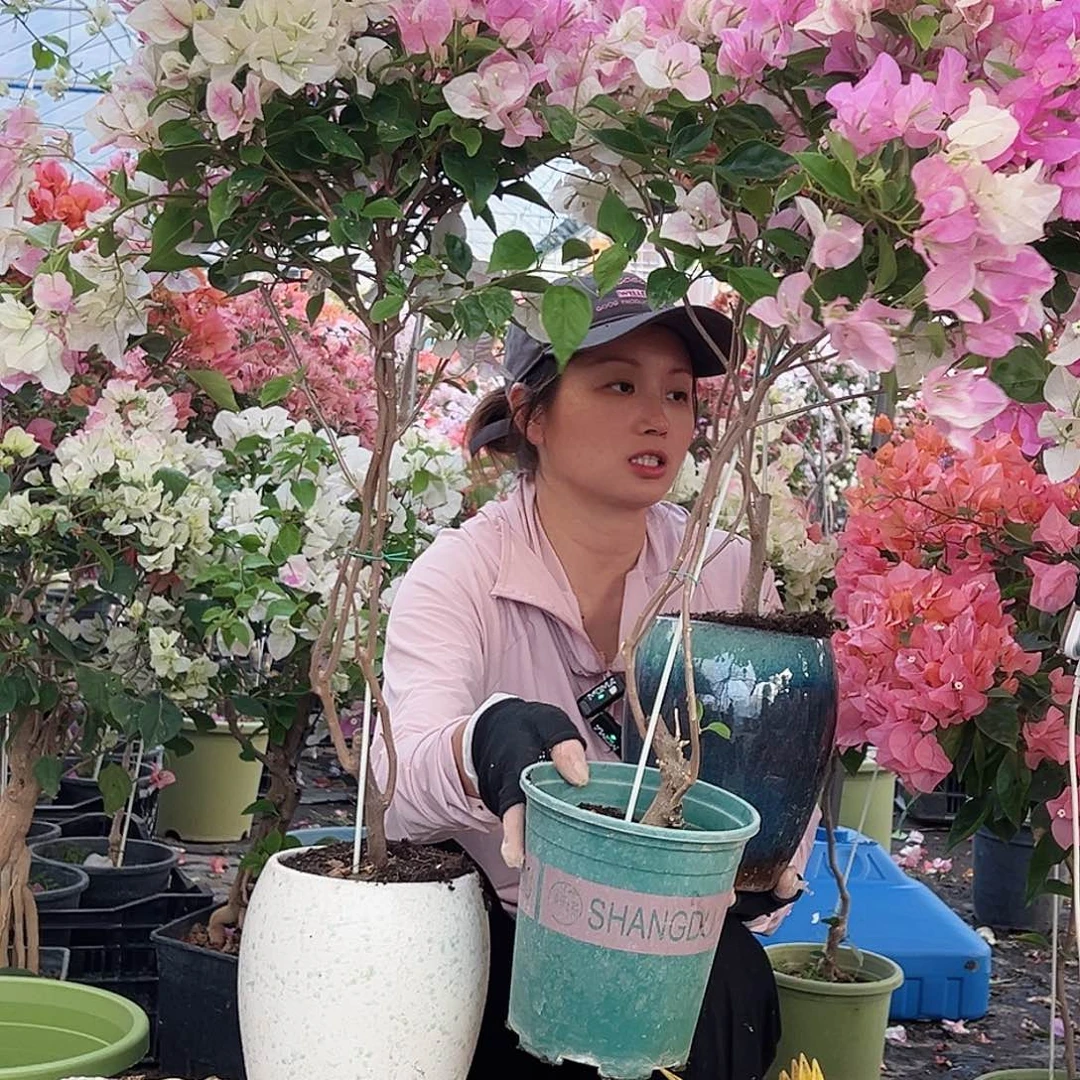 大部分花苞少量开放广红英带竹棒棒糖一颗