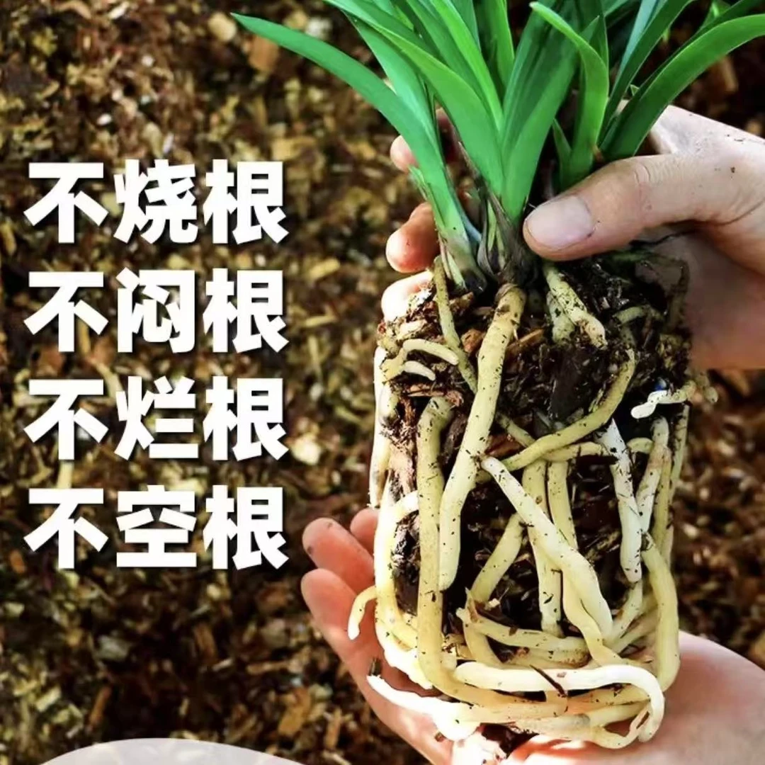 杉木屑营养土兰花植料养根透气疏松适合多种兰花种植