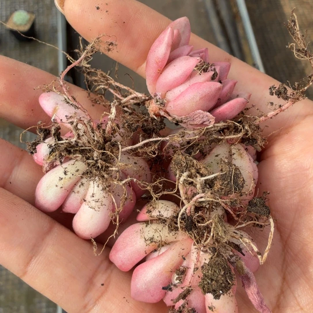 红宝石锦一颗多肉价格