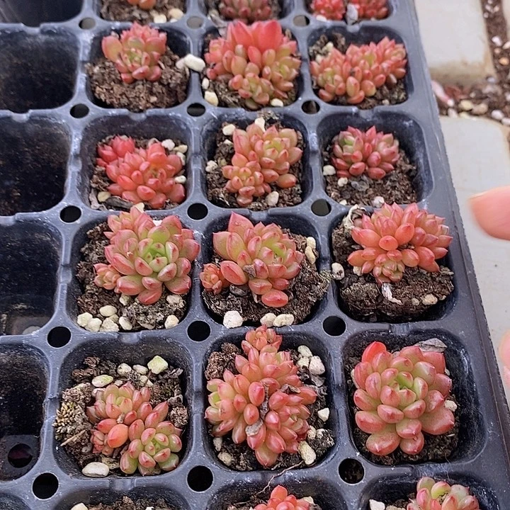 86 多肉植物盆栽花卉