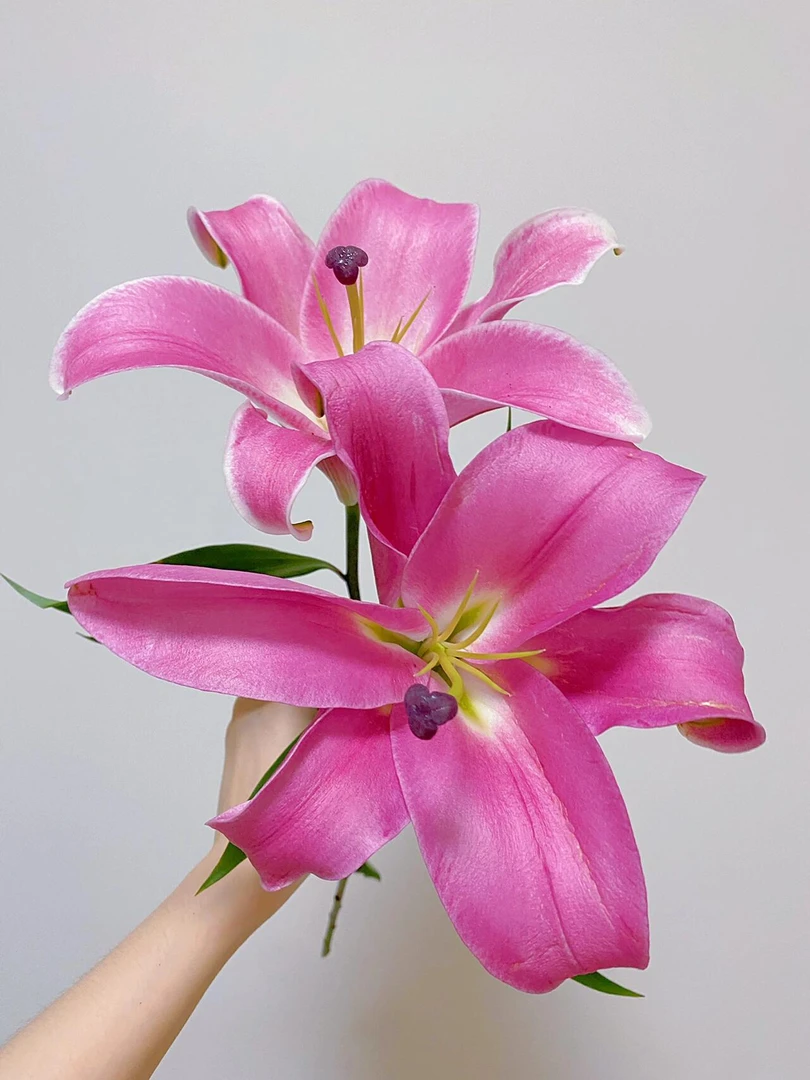 普拉芬多单瓣香水百合组合（两单升级空运）