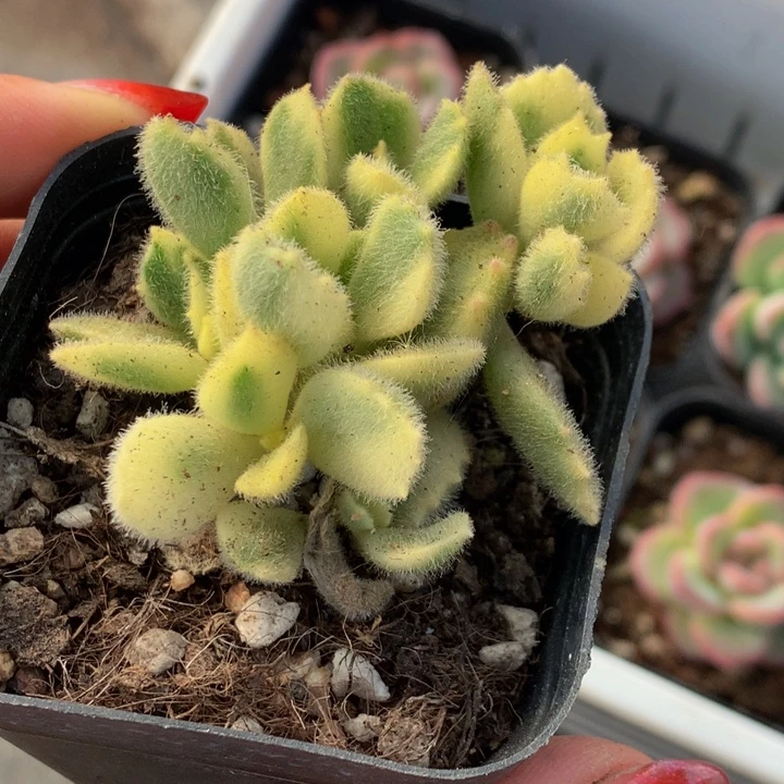 白熊 （满9.99包邮不满9.99包邮）