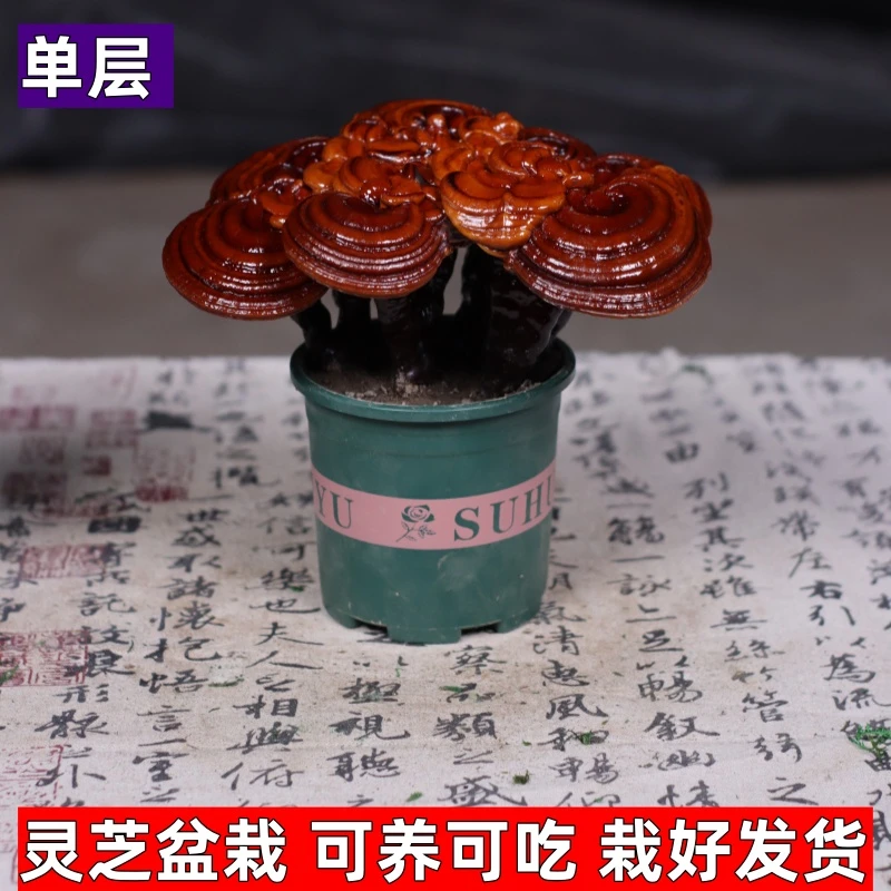 单层精选大桩 活体灵芝盆栽 懒人绿植室内观赏植物