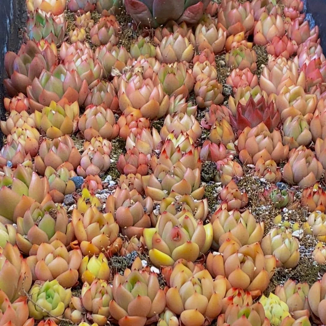 974多肉植物保护研究所所长的