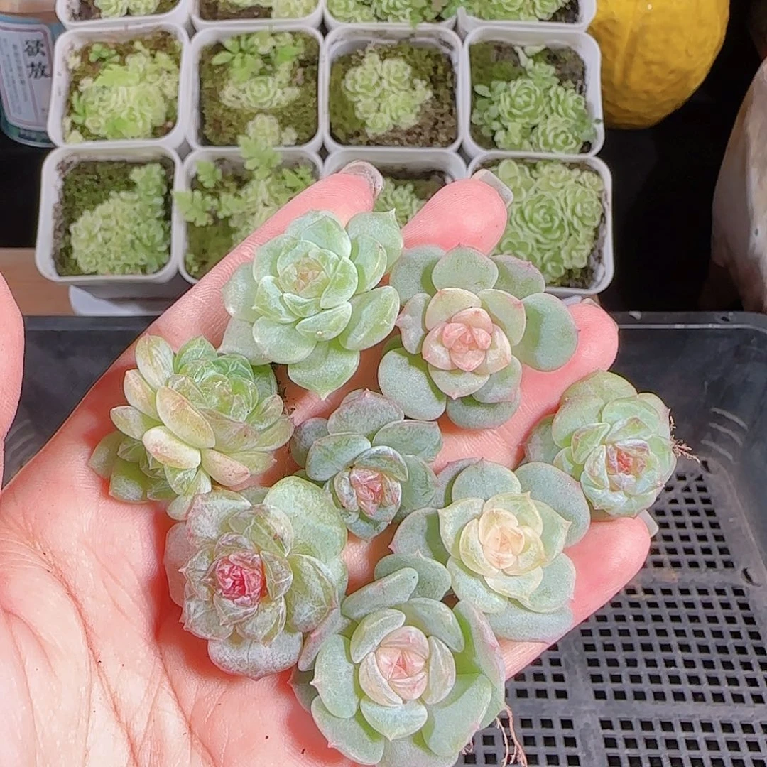 0820---23糖心珍妮