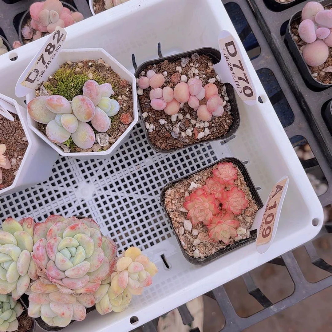 D770丸叶糖果桃蛋一物一拍