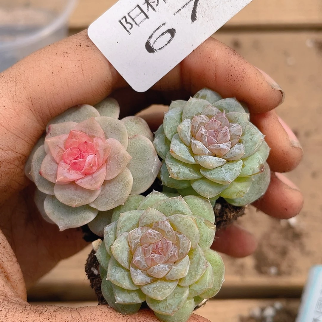 多肉植物多肉植物678