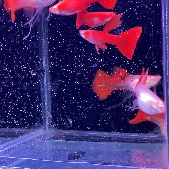 孔雀鱼血红飘带5对