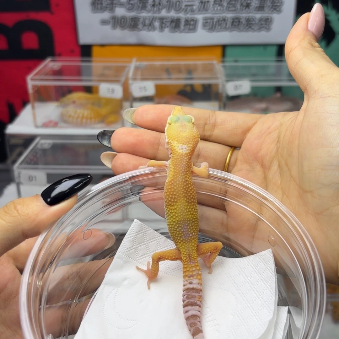 豹纹守宫川普阳光 妹妹V079