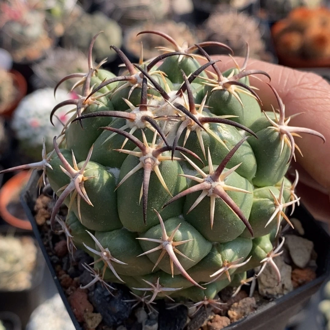 植播园艺黑刺钢钉