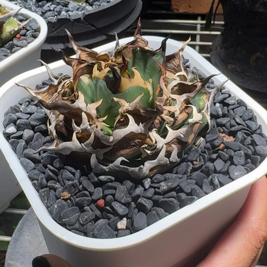 E***'全部花朵龙舌兰仁王冠灯养黑帝斯