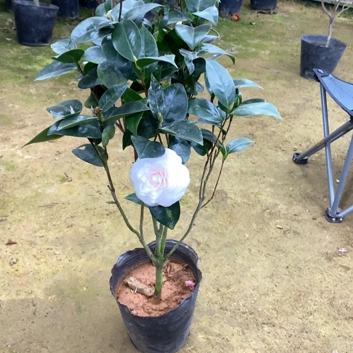 彩槟榔。一物一拍