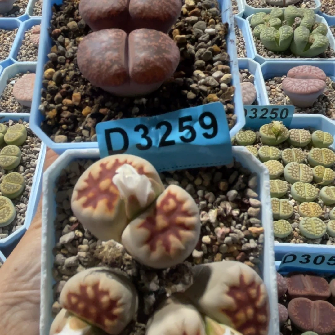 波***咪3259双头紫薰1三头花纹群1
