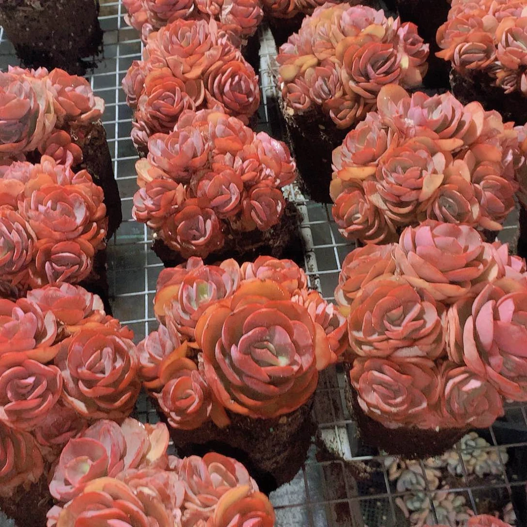 秀妍手捧23457788990000