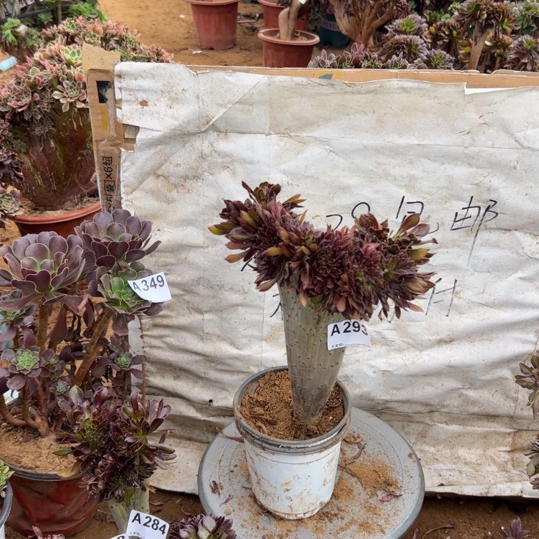 黑缀293满28包邮啦