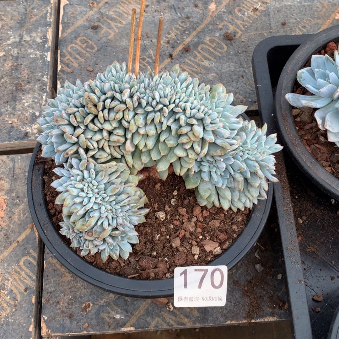 170橙子缀化多肉植物