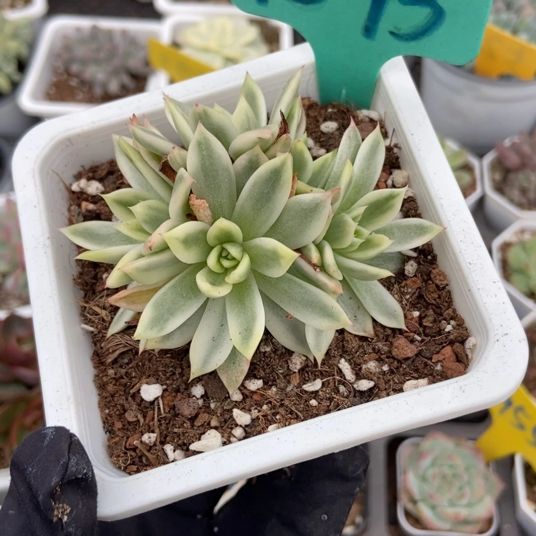 1593蝴蝶飞锦多肉植物