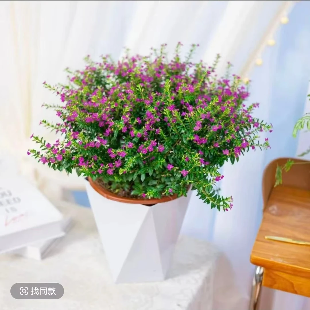 满天星盆栽带花苞四季开花室内盆栽花卉绿植物懒人好养盆景