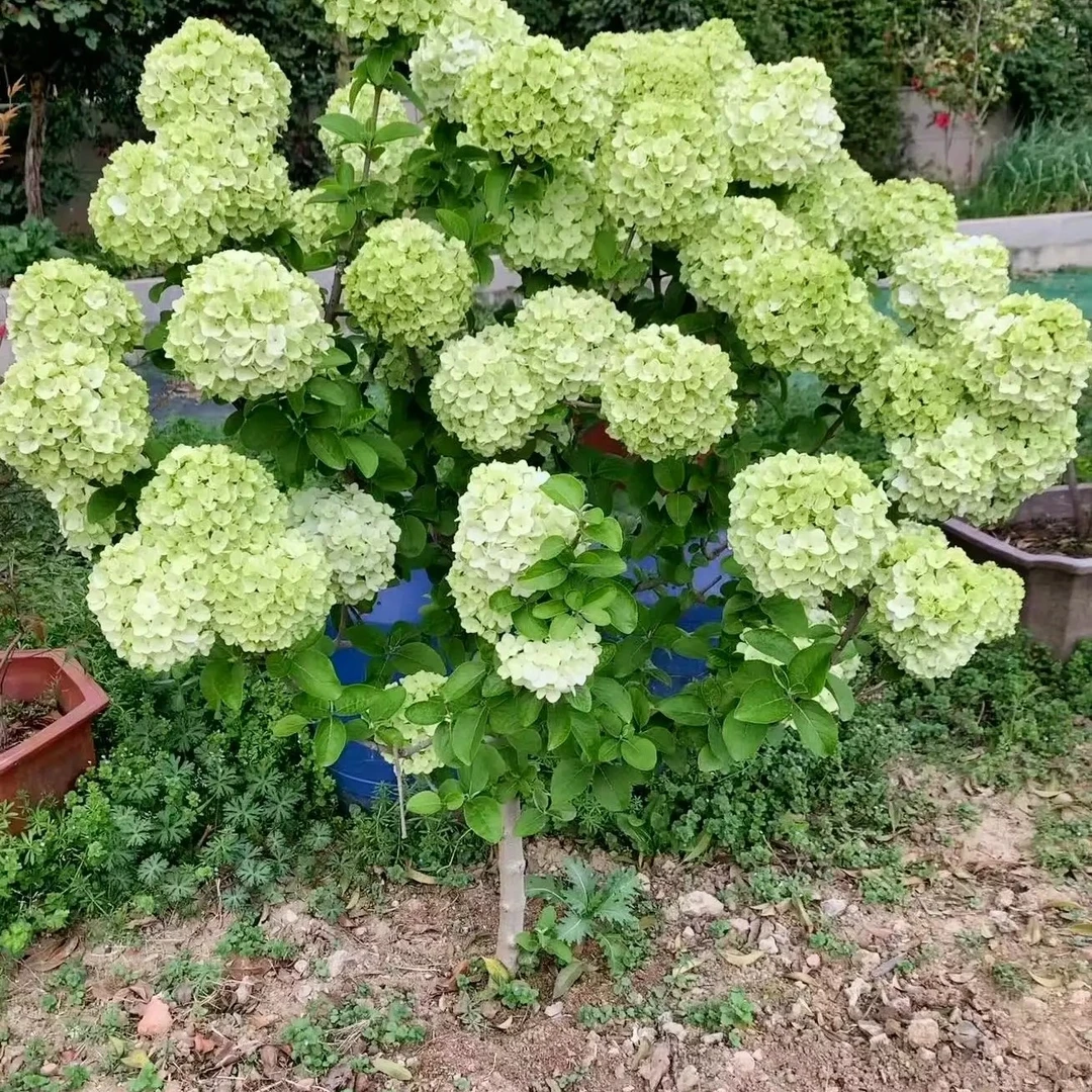 中华木绣球斗球。