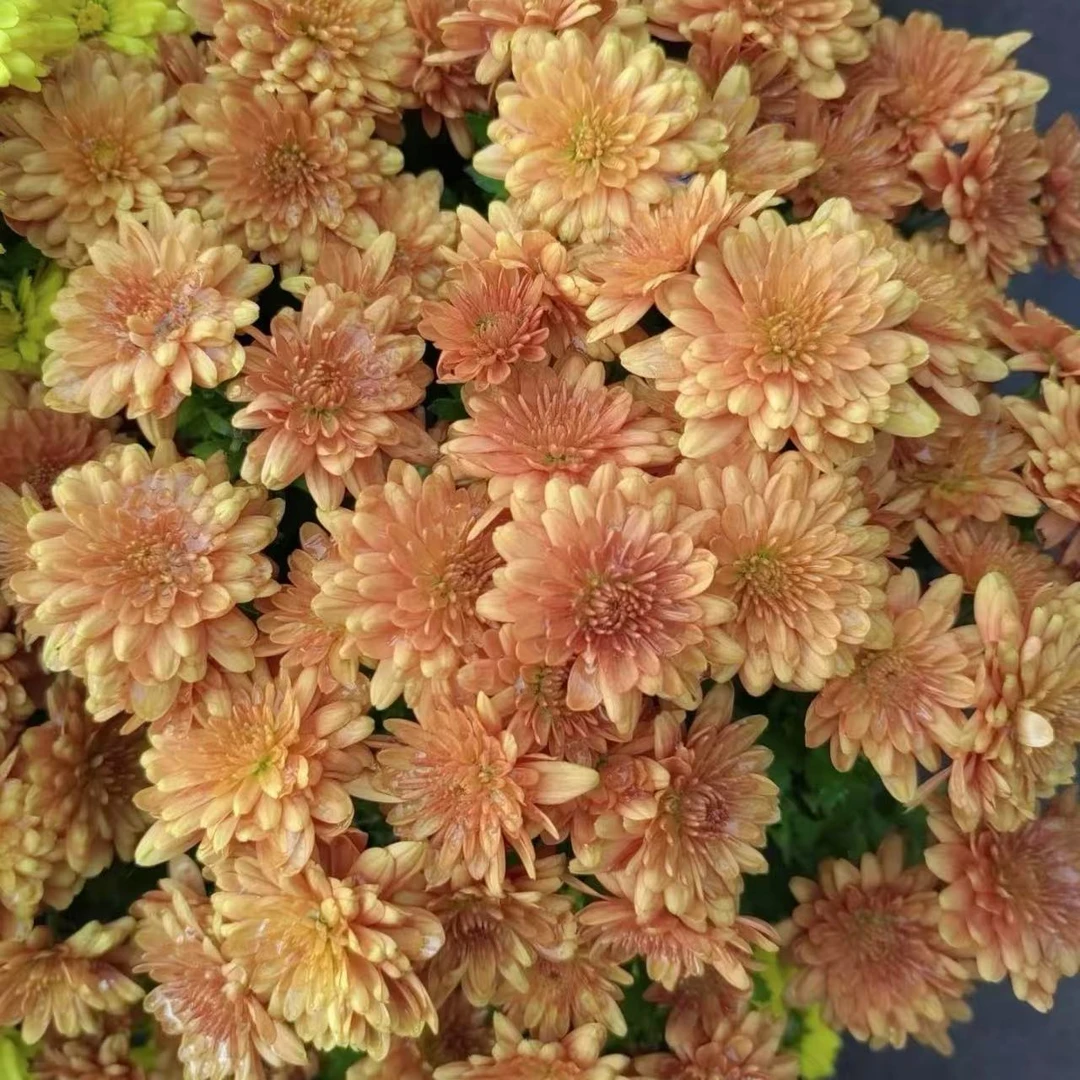 橙色梦想球菊盆栽多年生庭院阳台耐热耐晒爆花强新手易养护发货快