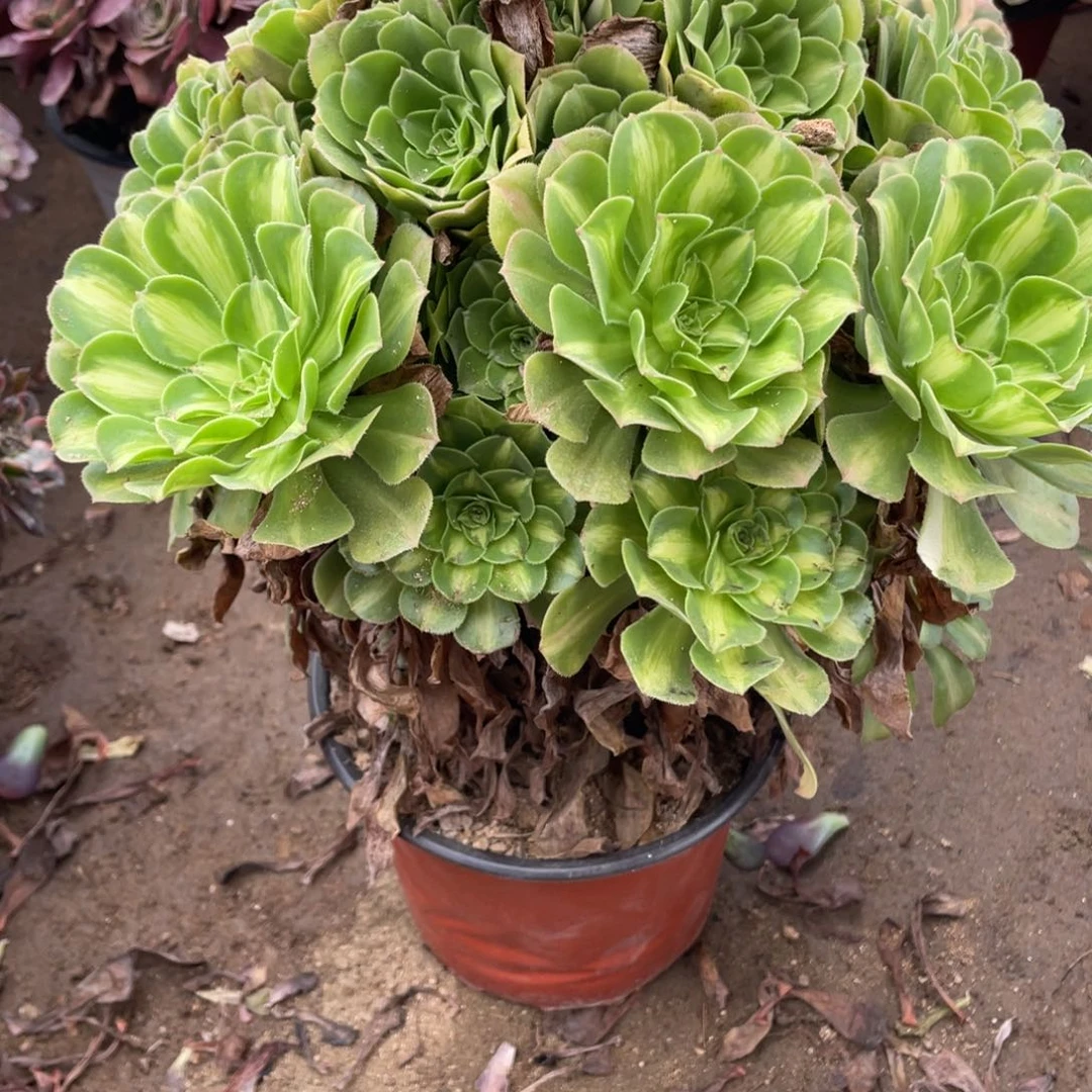 503翡翠多肉法师断枝不包