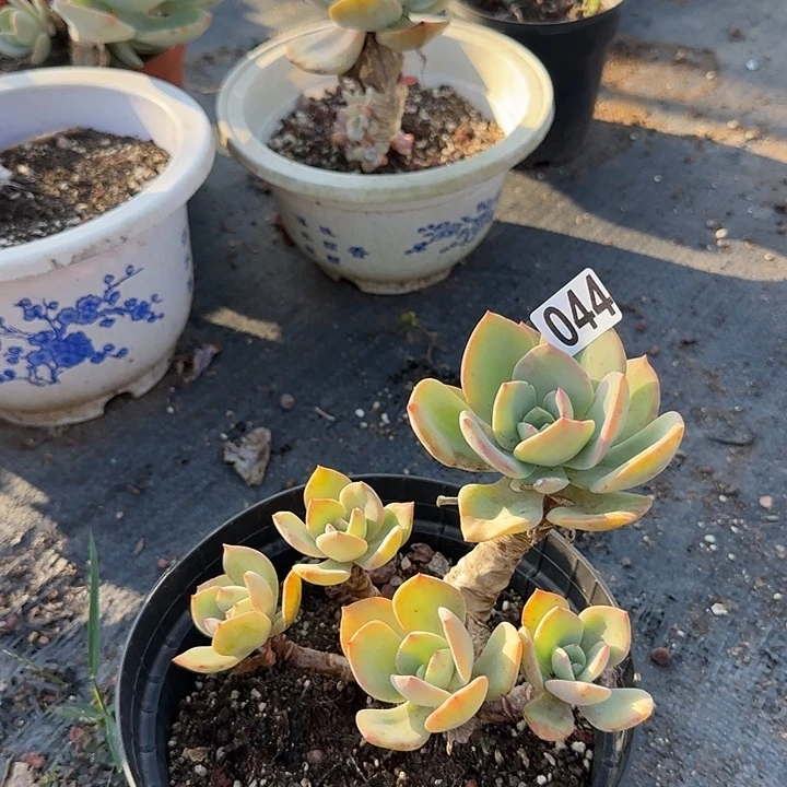 是****尹044无售后白凤脱土发货不退不换