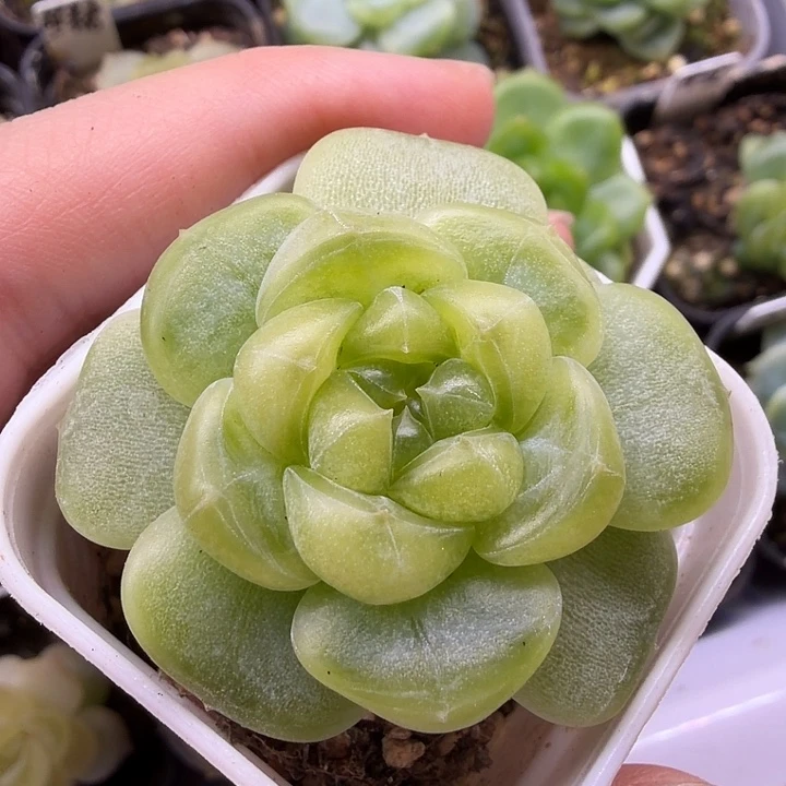 四公分么盆口超好看的不知名