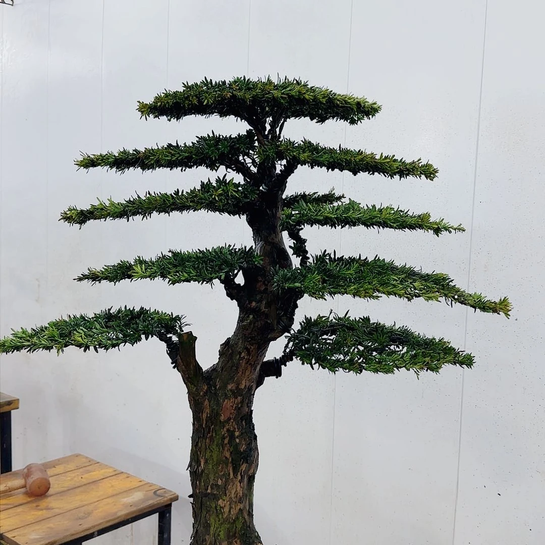 小*菜盆景艺术学院美术学院油画