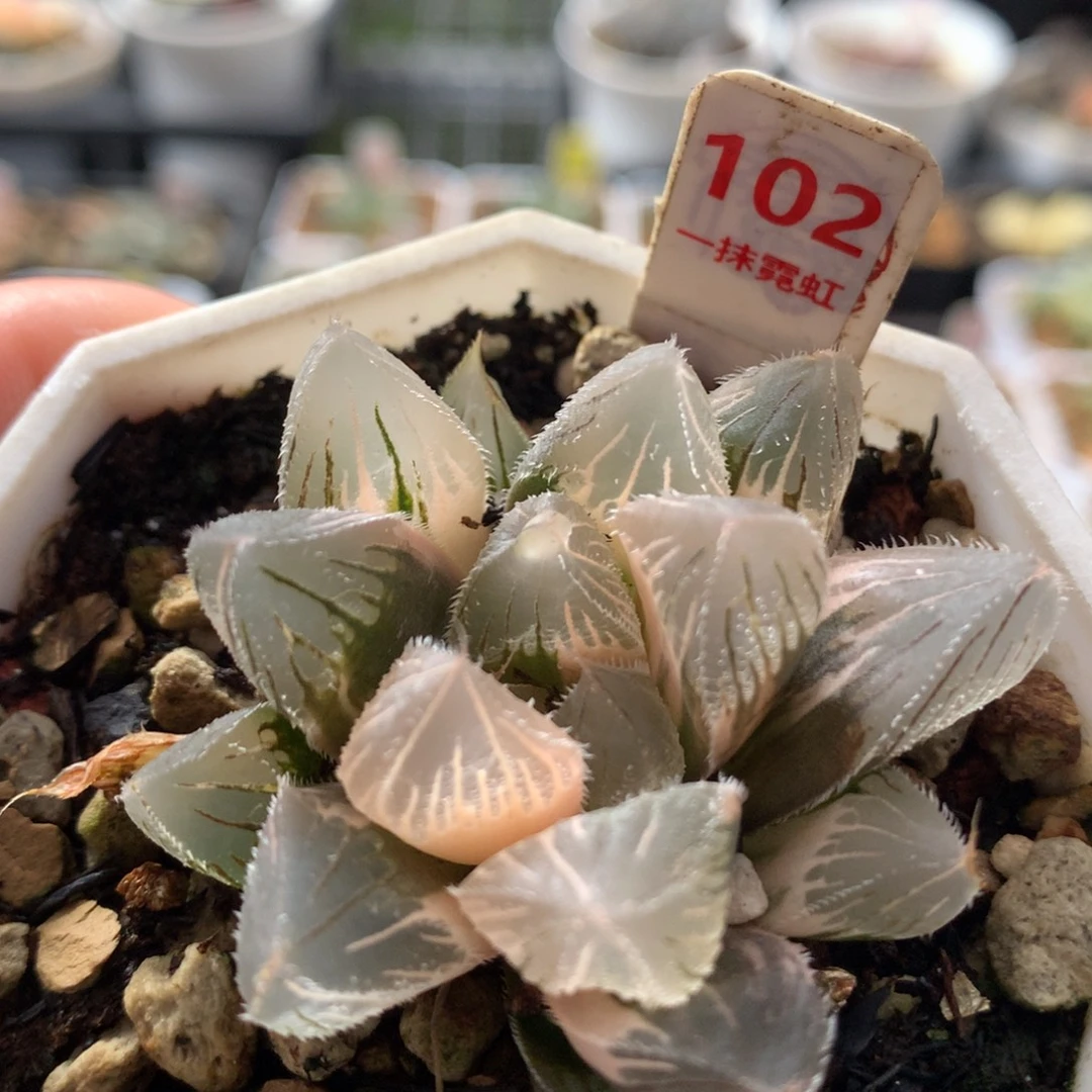 以实际为准102毛玉露