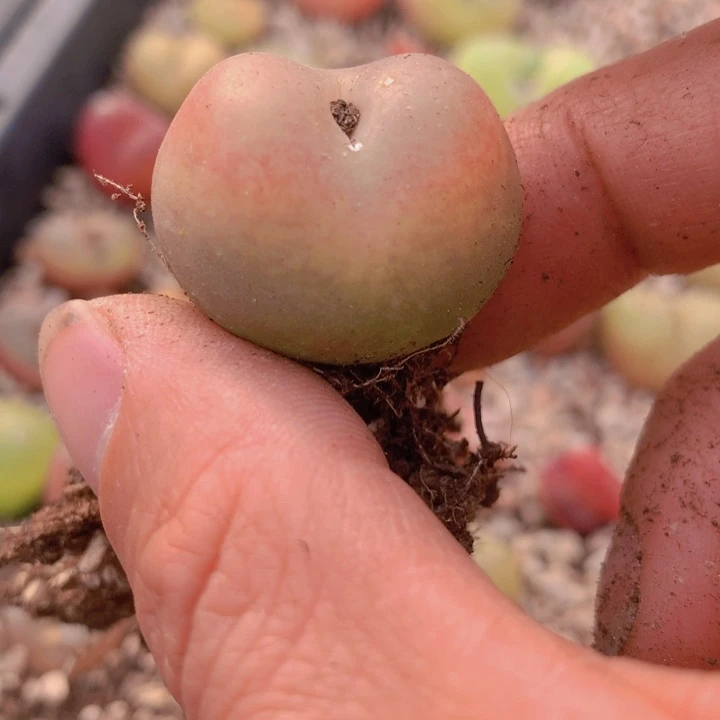 1455655888895668696665488