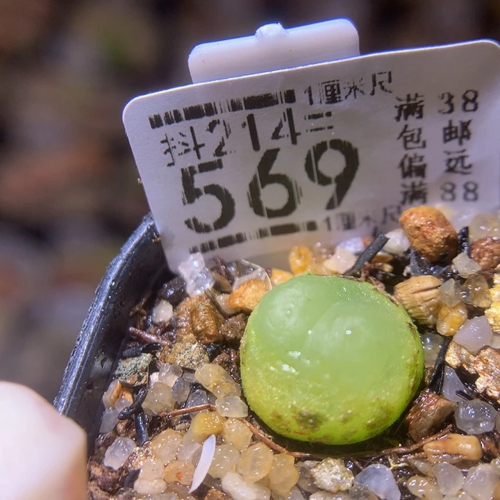 精品生石花214.569