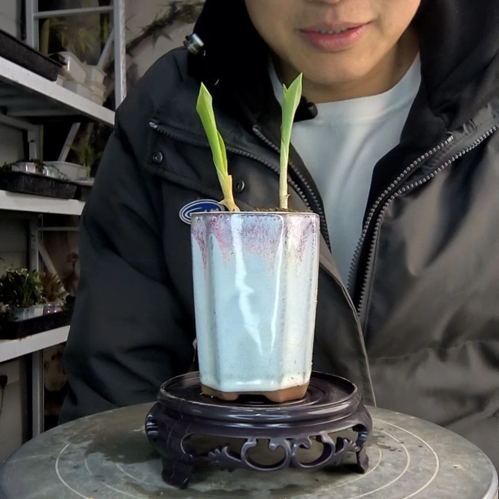 江*路小盆景小植物一物一拍112