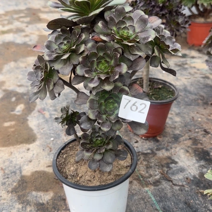 762两单包邮灰原叶。