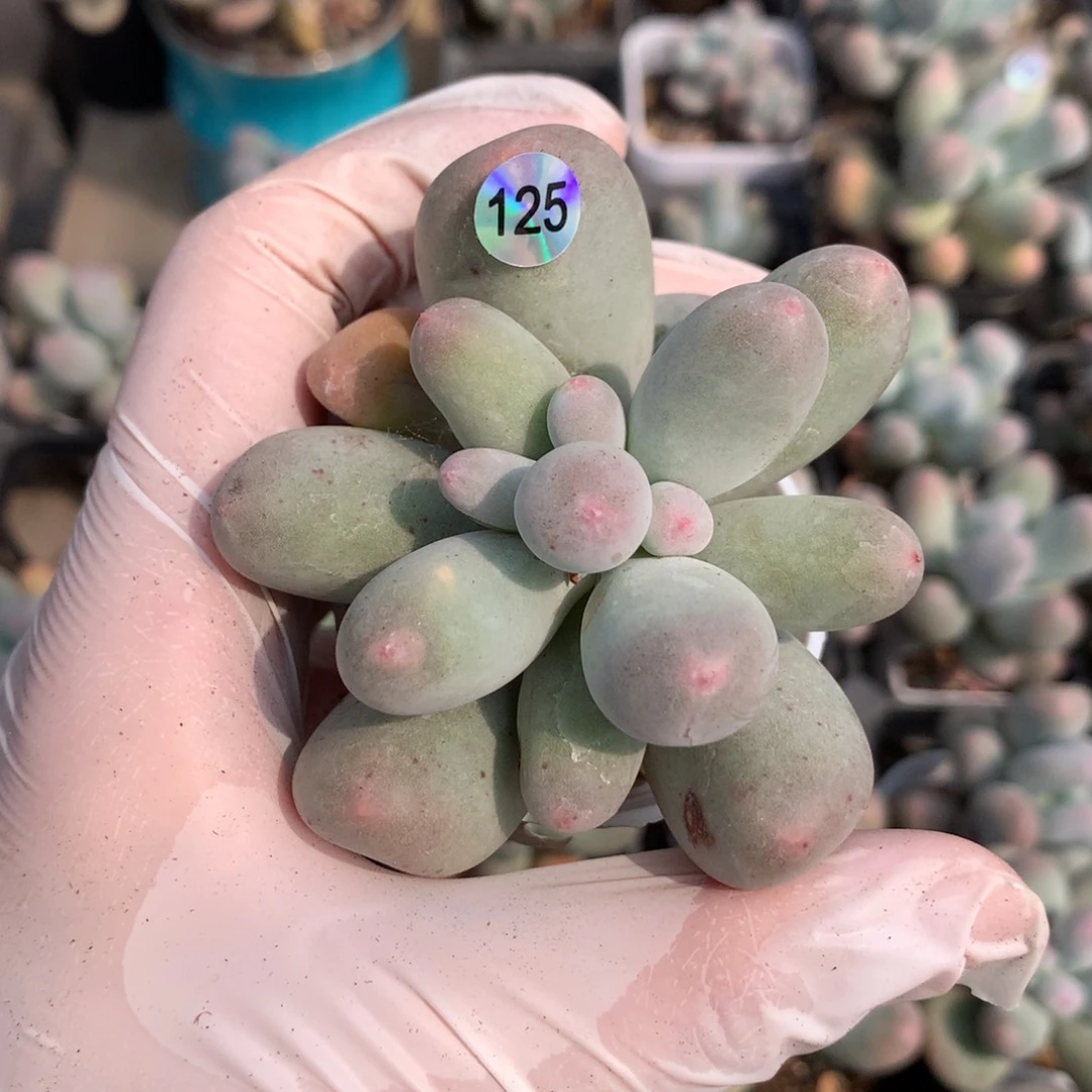 米可奶酪多肉米可奶米可奶酪125