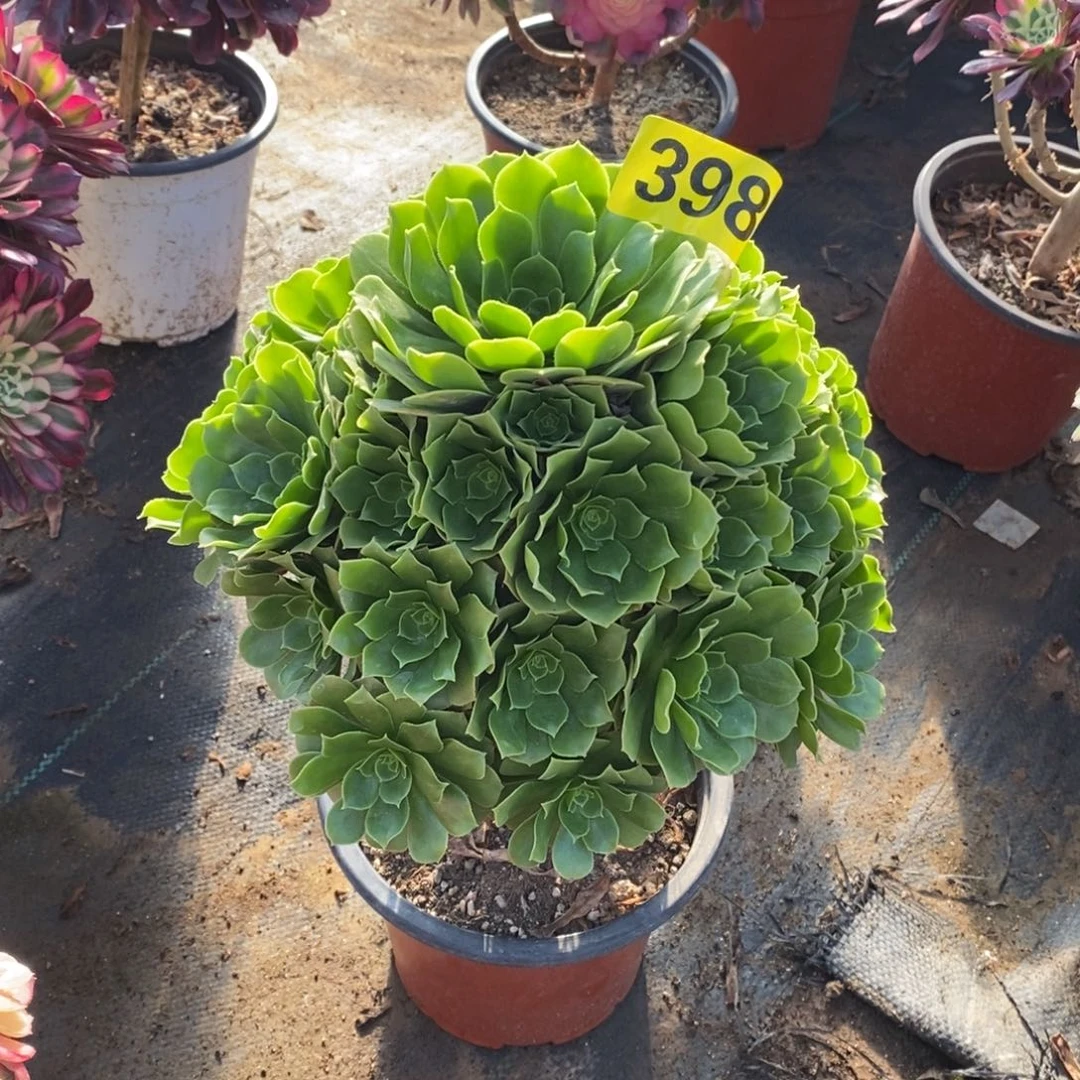 绿羊绒多肉法师398