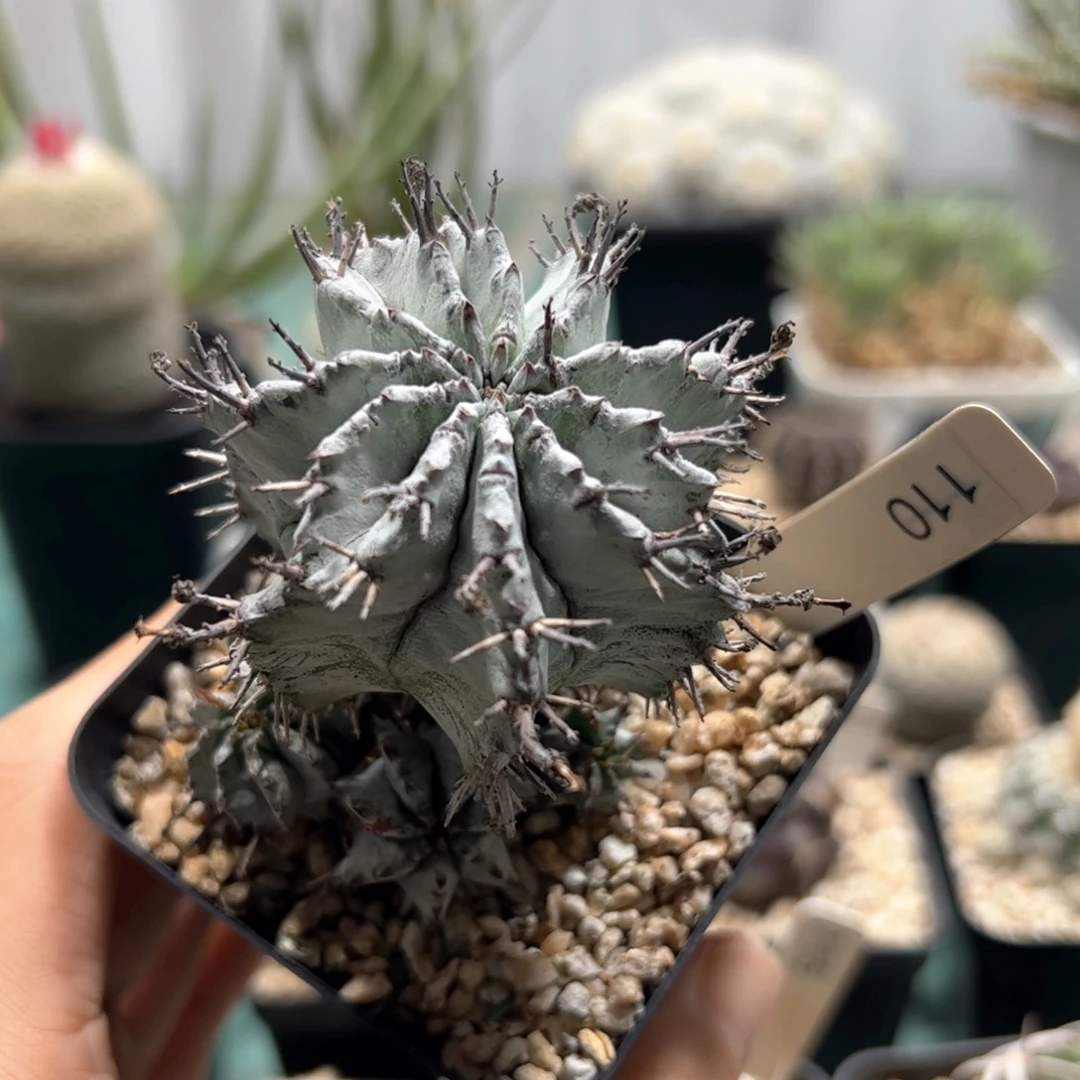 超白魁伟玉 侧芽繁殖脱土发货