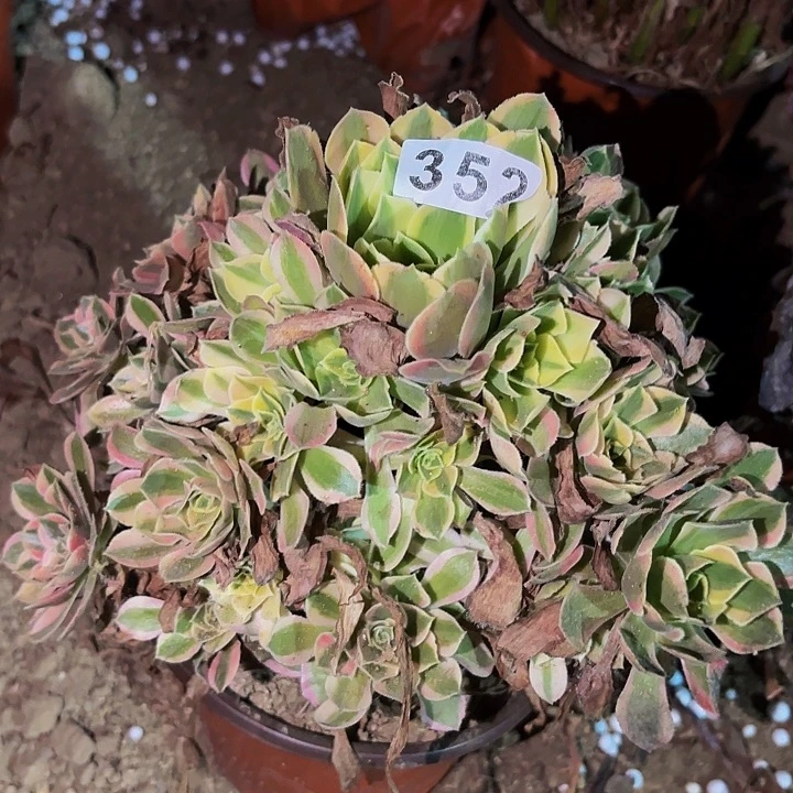 352糖果菊多肉植物不售后