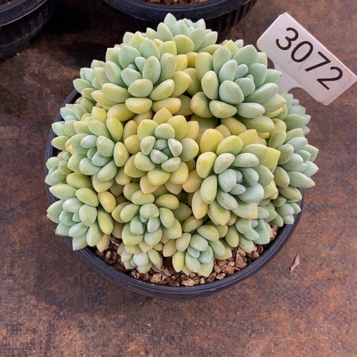 泡泡糖 可拍111111112