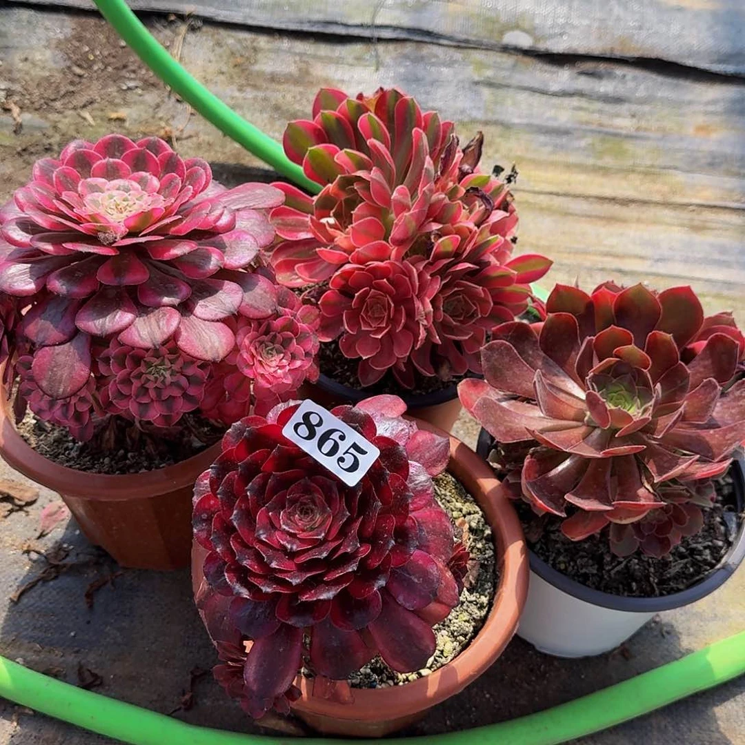 865四颗组合福利价半木桩