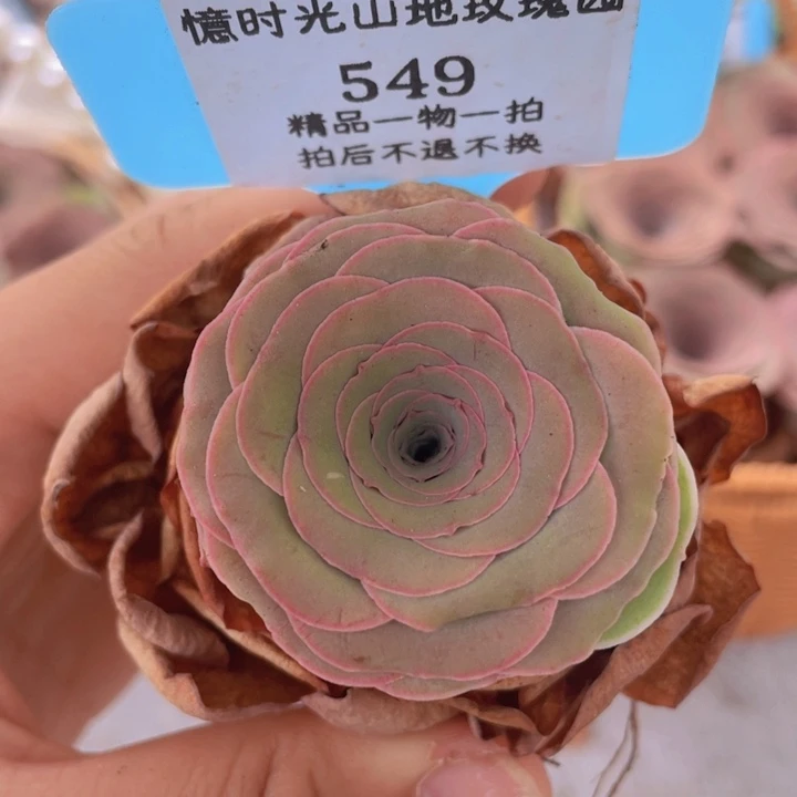 山地玫瑰549裸根发货不售后