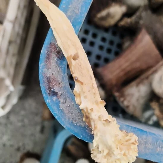 王***昱鹿角鹿角鹿角鹿角鹿角鹿角