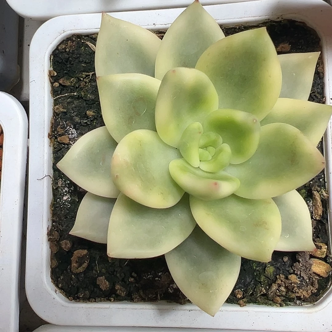 祝之松锦多肉植物